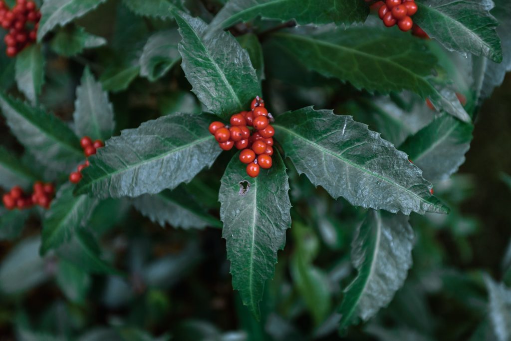 Elderberry